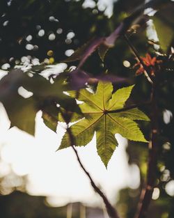 Close-up of maple leaves on branch