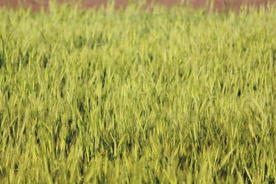 Full frame shot of corn field