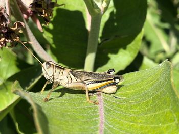 Close-up of insect on leaf