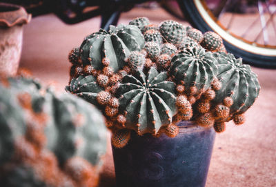 Close-up of cactus plant