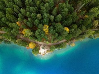 High angle view of trees in forest by sea