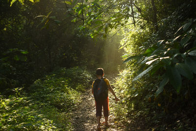 Full length of boy walking in forest in morning sunlight