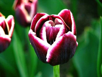 Close-up of pink flowers