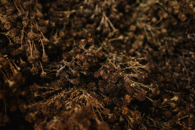 Full frame shot of dry plants