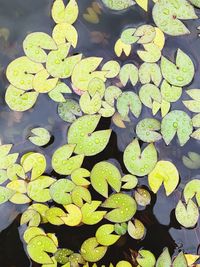 High angle view of leaves floating on water