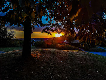 Trees on field against sky during sunset