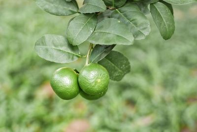 Close-up of green fruits on tree