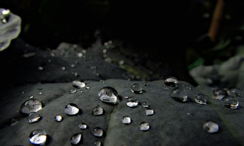 Close-up of wet leaf