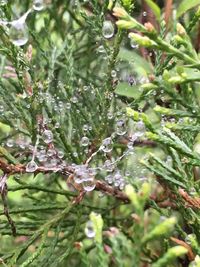 Close-up of water drops on plants