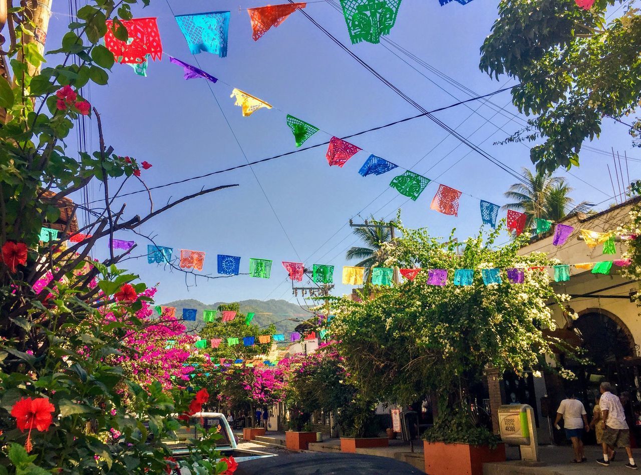 LOW ANGLE VIEW OF FLOWERING PLANTS HANGING FROM TREE