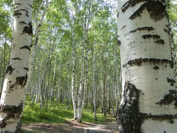 View of trees in forest