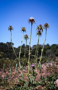 Plants growing on field against clear blue sky