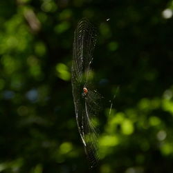 Close-up of plant against blurred background