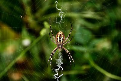 Close-up of spider on web