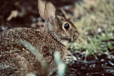 Close-up of rabbit