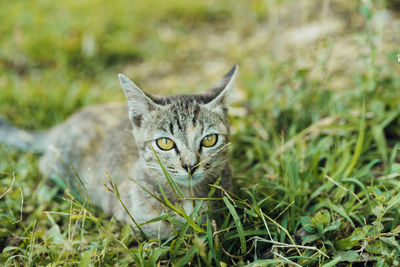 Portrait of tabby cat on field