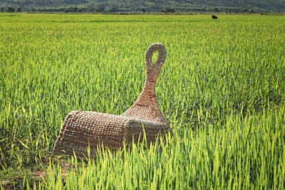 Hay bales on field