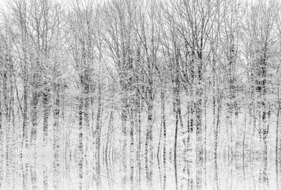 Full frame shot of bare trees in forest