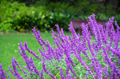 Close-up of pink flowers