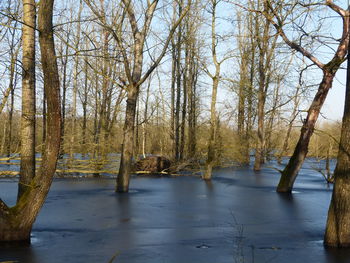 Scenic view of lake by trees against sky