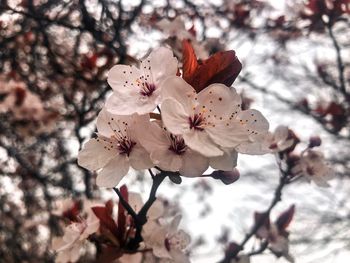 Close-up of cherry blossom