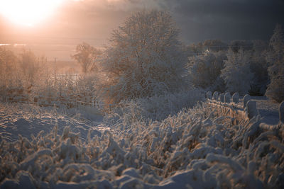 Winter morning landscape with snow covered trees and soft sunlight