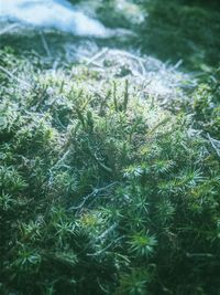 Close-up of plants growing on land