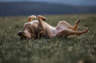 High angle view of dog on field dog lying on grass