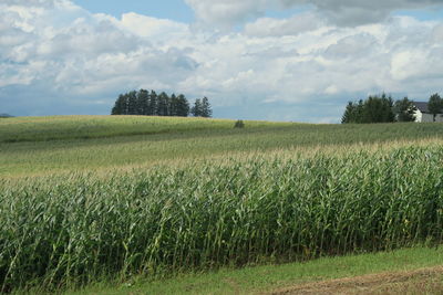 Scenic view of agricultural field against sky