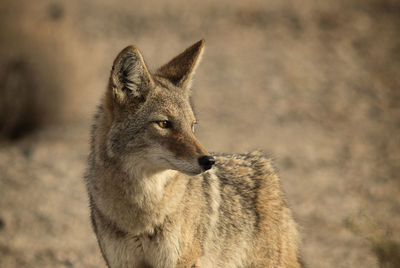 Fox standing on field