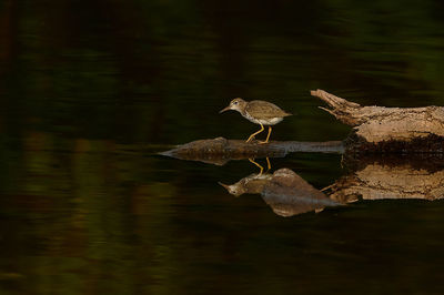 Bird drinking water