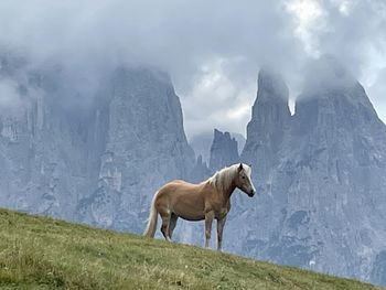 Horse standing on snow covered mountain