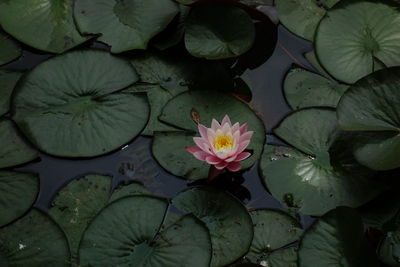 Close-up of lotus water lily