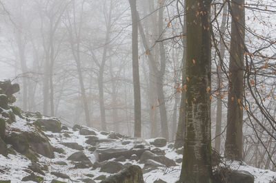 Bare trees in forest during winter