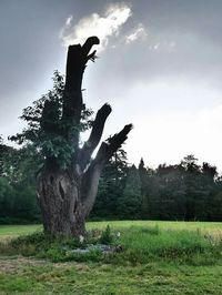 Trees on field against sky