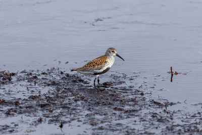 Bird perching on a land