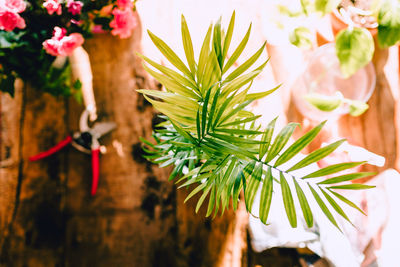 Close-up of potted plant