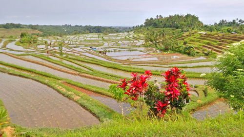 Scenic view of field against sky