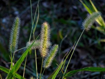 Close-up of plant growing on field
