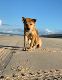 Australian dingo