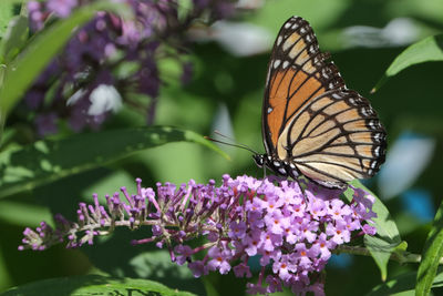 Close-up of butterfly pollinating on purple flower