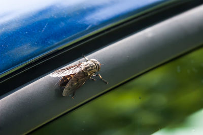 Close-up of fly on glass window