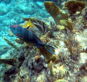 Close-up of coral swimming in sea