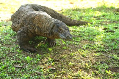 Side view of a turtle on field