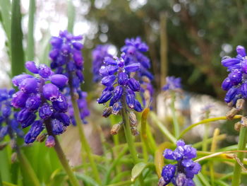 Close-up of purple flowering plants