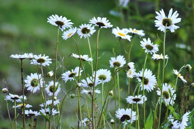 Daises blooming outdoors