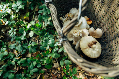 Close-up of mushrooms on leaves