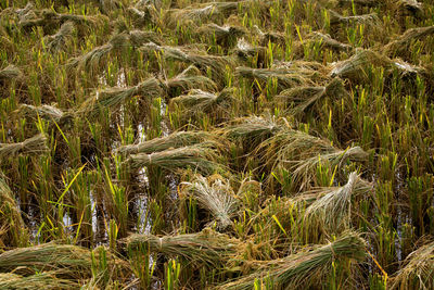 Full frame shot of corn field