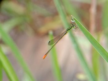 Close-up of insect on grass