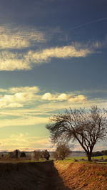 Bare trees on field against sky during sunset